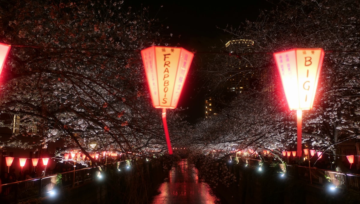 Cherry blossom trees in full bloom along the Meguro River in Tokyo at dusk