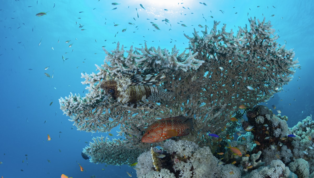 Underwater shot of colourful coral reef in the Red Sea with tropical fish and a diver in the background