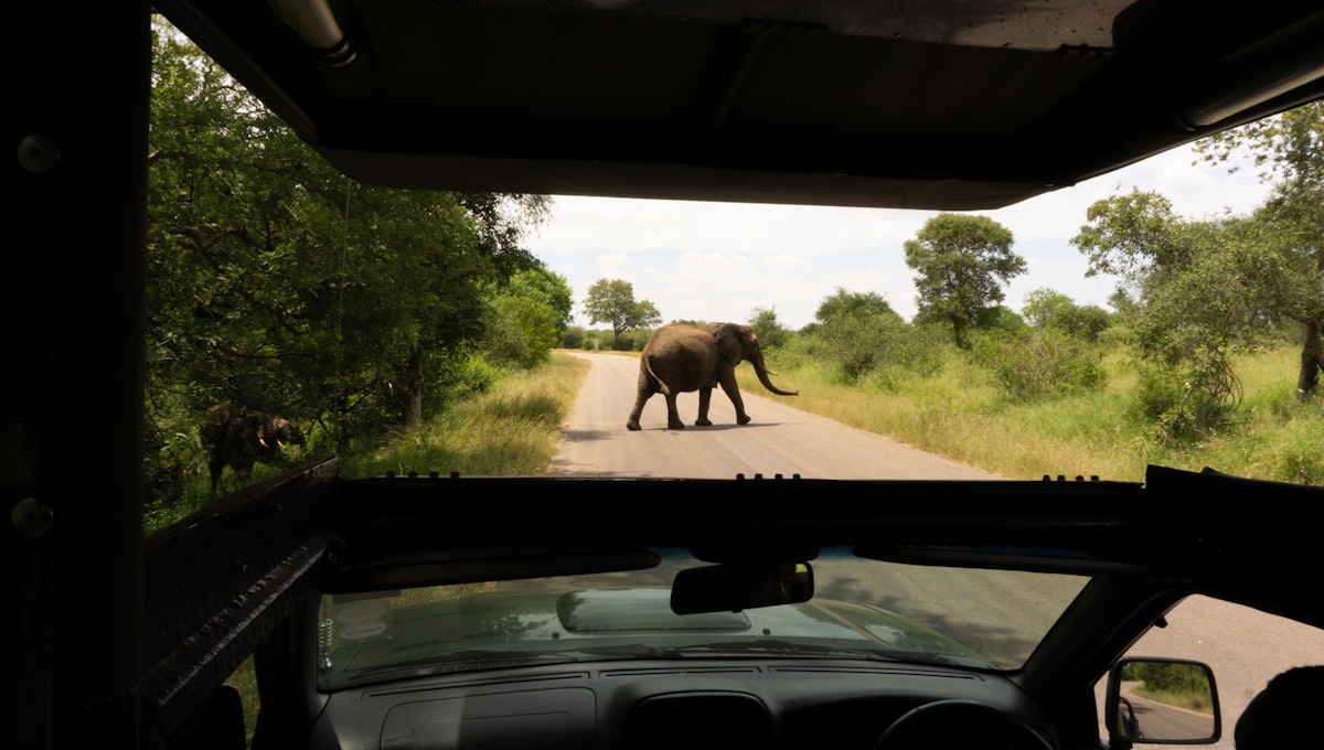 Manada de elefantes africanos cruzando el río Olifants en el Parque Nacional Kruger al amanecer.