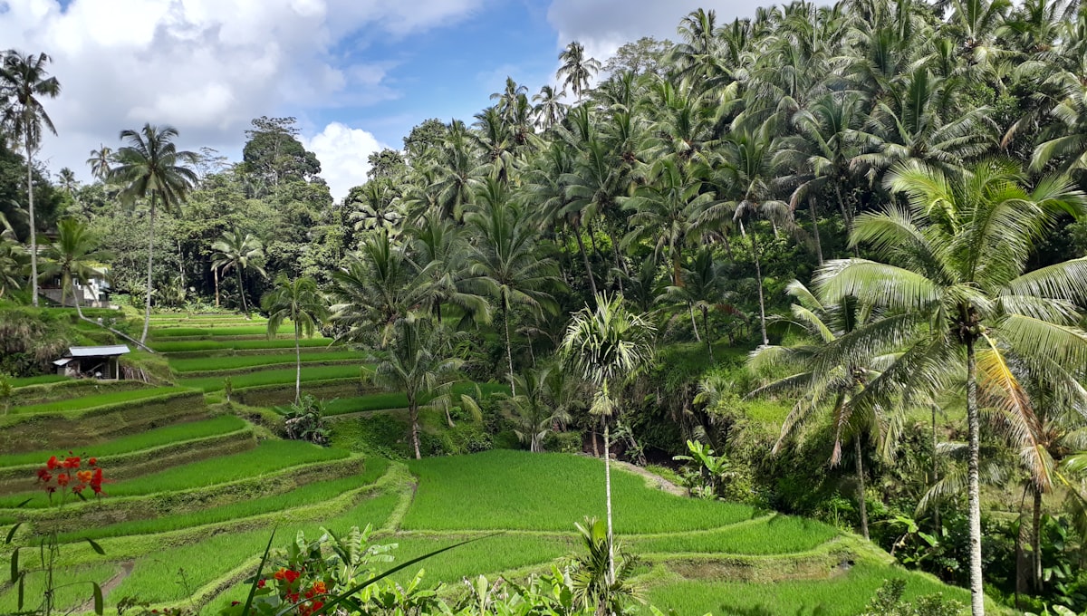 Bali rice terraces at Tegalalang with lush green stepped fields under a blue sky
