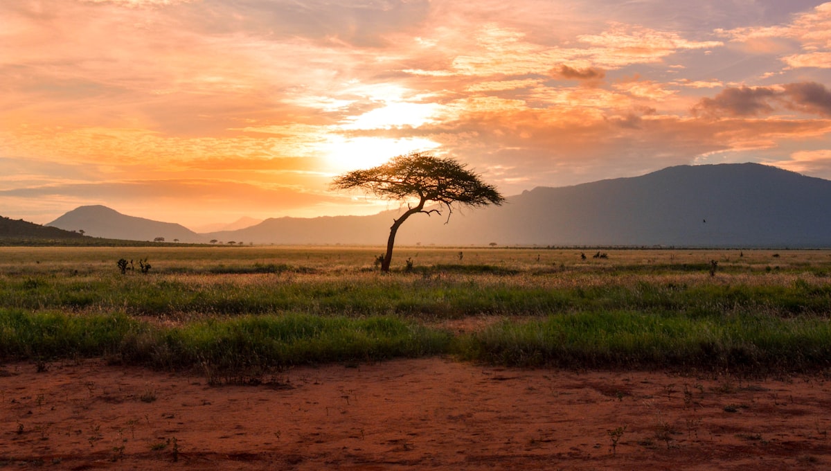 Emirates Boeing 777 landing at sunset, African savanna landscape below