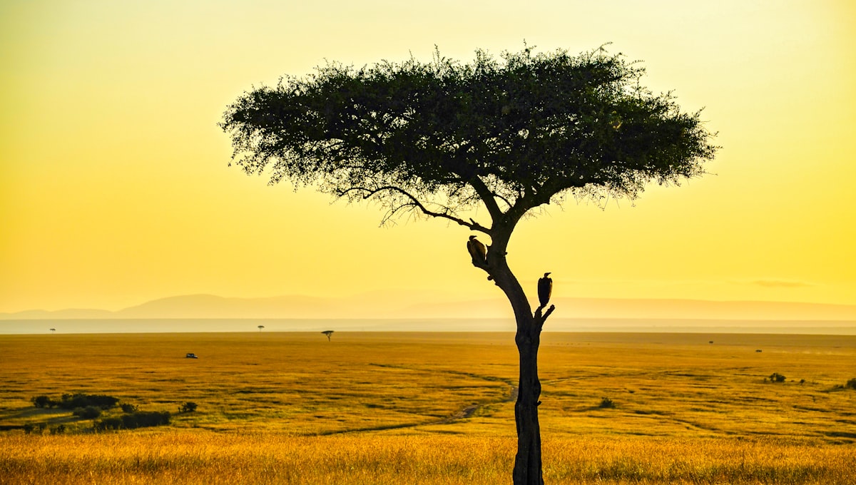 Hot air balloon over the Masai Mara at dawn with wildebeest herds on the plains below