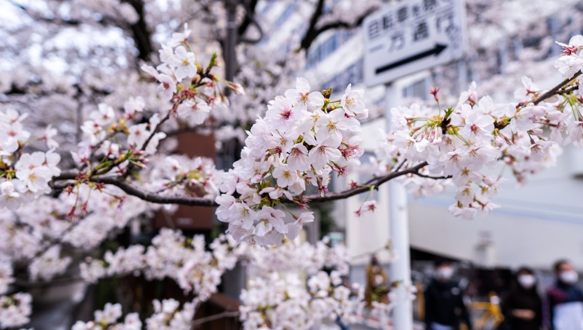 white cherry blossom in bloom during daytime