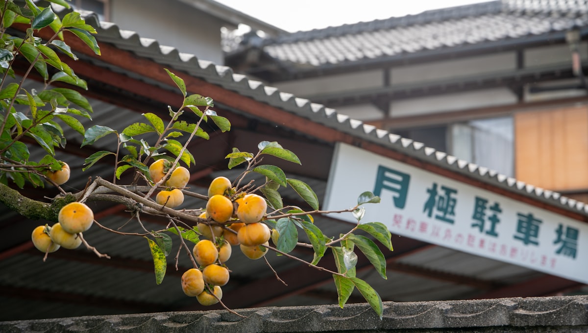 Takayama Sanmachi Suji street with traditional wooden merchant buildings and sake brewery